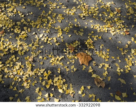 Autumn, Fallen Ginkgo Leaves on the road