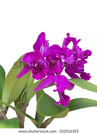Purple orchid on white.