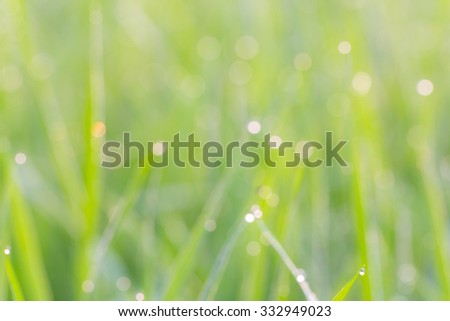 blur,bokeh The dew on leaves of rice in in rice field with nature abstract background