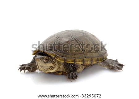Florida mud turtle (Kinosternon subrubrum steindachneri) isolated on white background. Royalty-Free Stock Photo #33295072