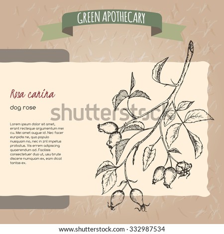 Rosa canina aka dog rose sketch. Green apothecary series. Great for traditional medicine, gardening or cooking design.  Royalty-Free Stock Photo #332987534