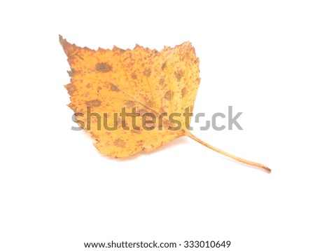 yellow birch leaves on a white background