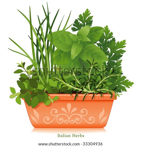 Italian Herb Garden. Mediterranean cuisine, Oregano, Garlic Chives, Sweet Basil, Flat Leaf Parsley, Rosemary, clay flowerpot planter. See more herbs and spices in this series.