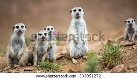 Watchful meerkats standing guard