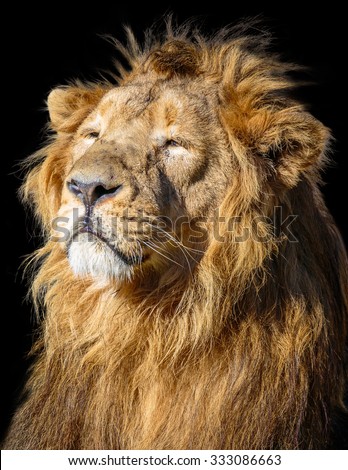 Lion portrait isolated on black