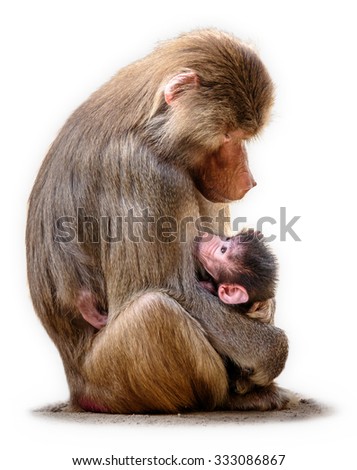 Hamadryas baboon mother with baby isolated on white