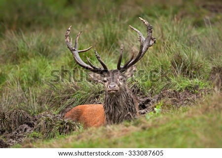 red deer, cervus elaphus