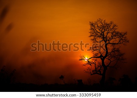 The sun is hiding behind the bright orange light through the beautifully structured tree. This is the indication of the sun that is going to say goodbye today.