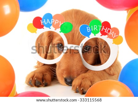 A Irish setter puppy wearing Happy Birthday eye glasses.