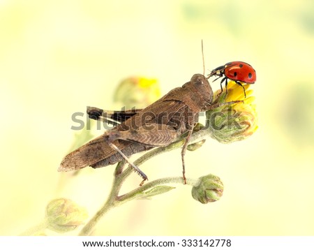 grasshopper and ladybug together on a yellow flower