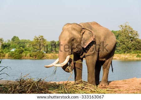big elephant with long ivory is eating 