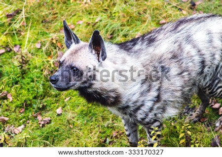 A Spotted Hyena Close up