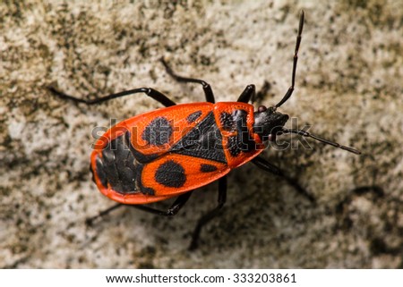 Pyrrhocoris Apterus, firebug