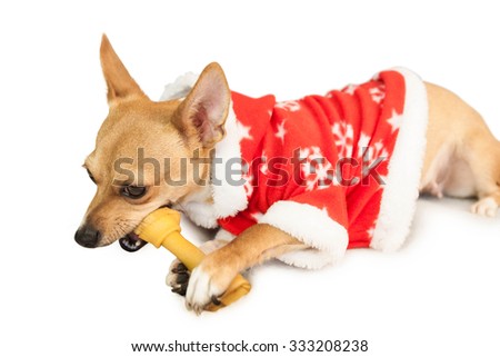 Cute festive dog in christmas jacket on white background