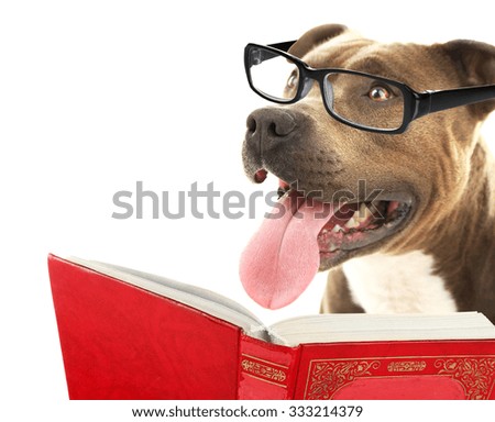 Cute dog in eyeglasses with book isolated on white