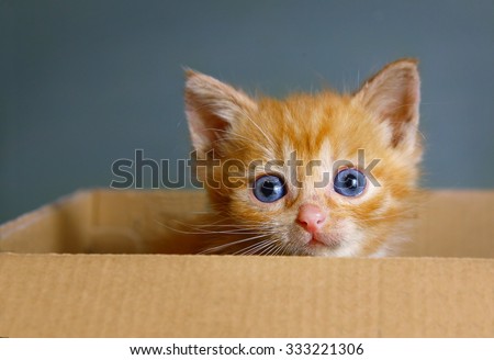 cute red-haired kitten with blue eyes sit in the box