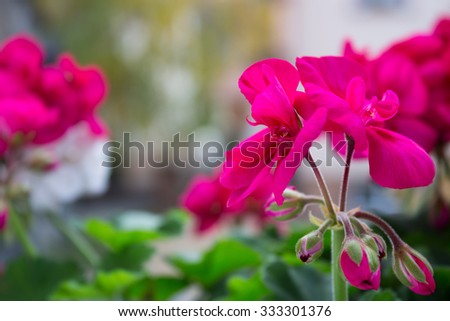 Pink Geraniums Outdoor