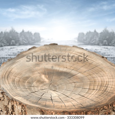 winter space of tree trunk 