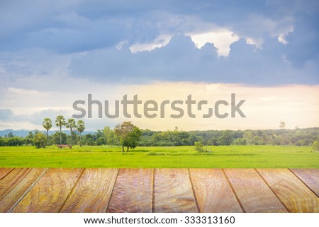 Perspective ,Rice farm in Thailand 