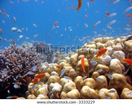 A beautiful picture of a coral reef teeming with life. shot in the Red Sea