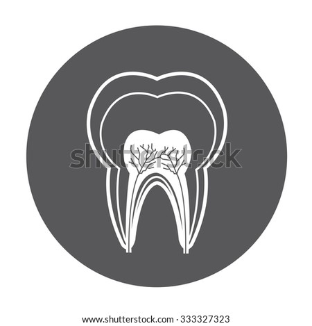 Tooth detailed anatomy icon