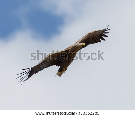 White Tailed Eagle (Haliaeetus albicilla) looking out for prey flying in the sky in the Delta of the Volga River, Russia