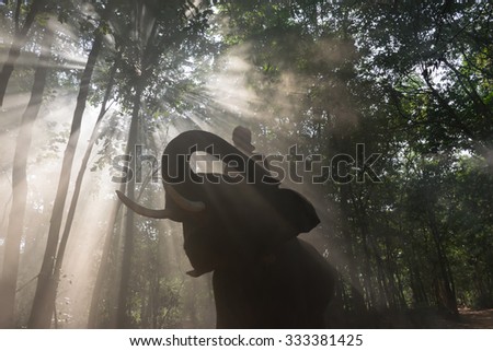 Silhouette elephant and mahout  trek through the forest with light rays.