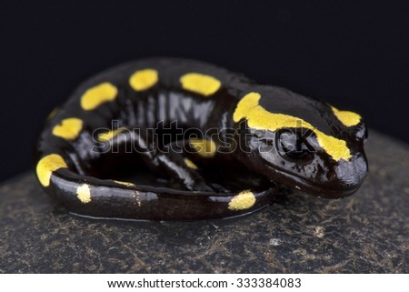 fire salamander (Salamandra salamandra)