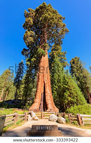 Giant sequoia tree Sentinel in Sequoia National Park, California
