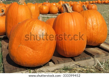 3 pumpkins in front