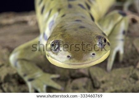 Western tiger salamander (Ambystoma mavortium) 