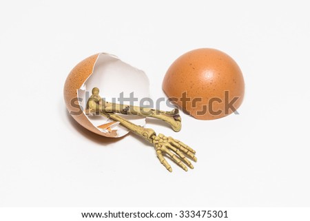 human hand skeleton with egg isolated on white background