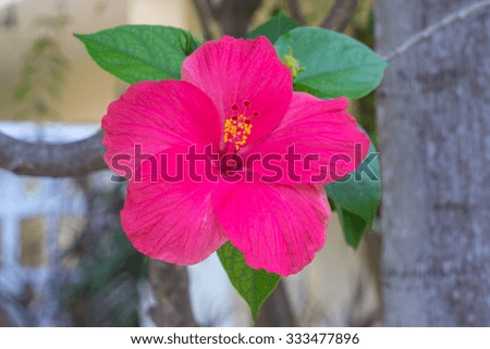 pink Hibiscus rosasinensis.
