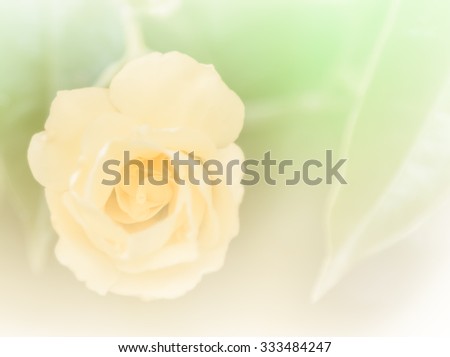 abstract flower background. made with color filters in soft color and blurred style .