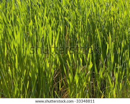 picture of green grass or weeds
