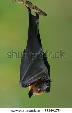 Bat, Hanging Lyle's flying fox hang on branch, Pteropus lylei