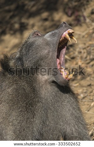 Baboon at a Nature Reserve in South Africa