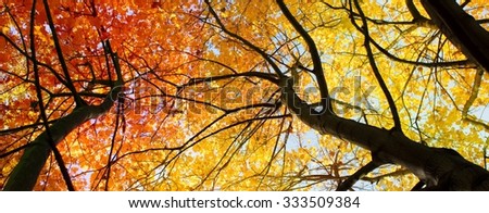 red maple trees - autumn season