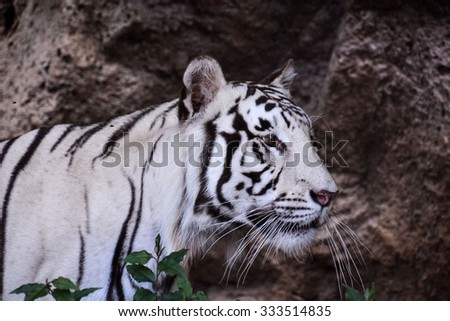 Photo Picture of a Rare White Striped Wild Tiger