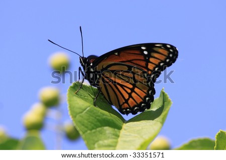 Viceroy Butterfly in front of the blue sky