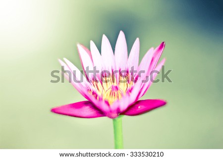 Pink lotus flower, with retro filter effect.