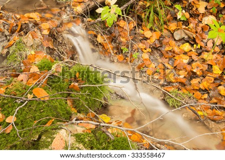 Little creek with autumn leaves