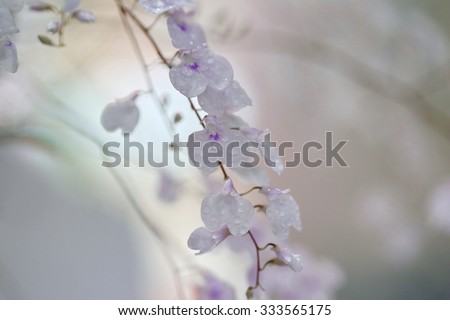 wild white dendrobium orchid in forest with blurred background, Thailand ,White orchid from Thailand, shop,