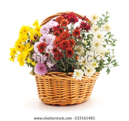 Colorful bouquet of chrysanthemums in basket on a white background.