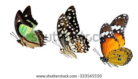 Set of beuatiful flying butterfly isolated on white background, plain tiger, lime, indian nawab butterfly