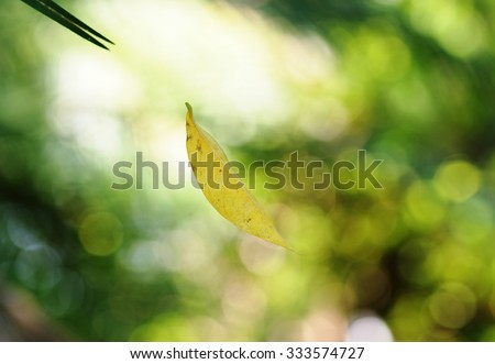 yellow leave falling floating in the wind taking with easy photography stop action trick outdoor with natural green environment background.