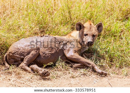 Hyena in the Serengeti