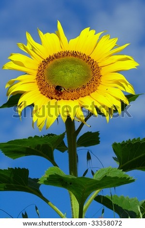 Bright yellow sunflower with deep blue sky and some light clouds in background. Bee sitting on the seeds.