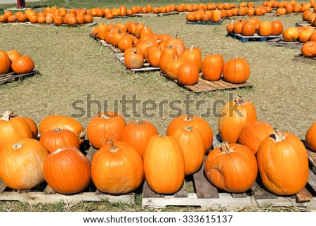 multiple groups of pumpkins