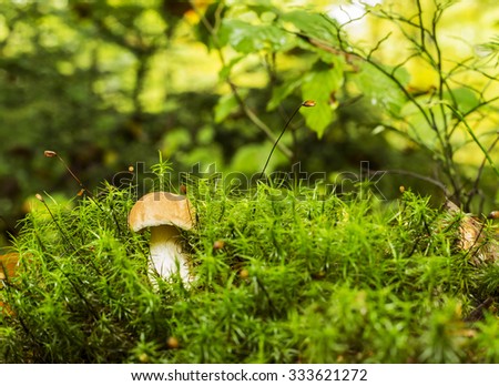 Lovely mushroom in a forest with moss background.